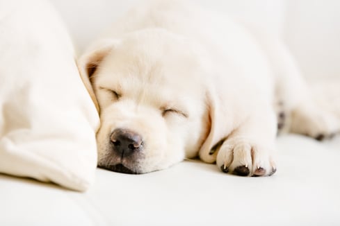 tips on how to sleep through the night tips on how to sleep through the night